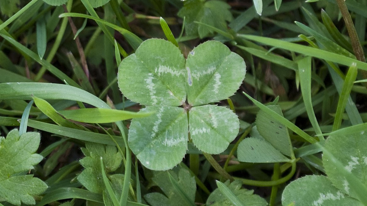 fascinating facts - four leaf clovers real