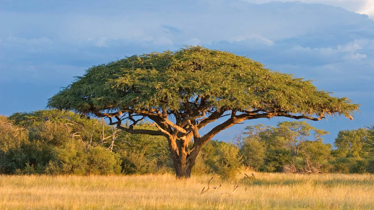 fascinating facts - african acacia tree