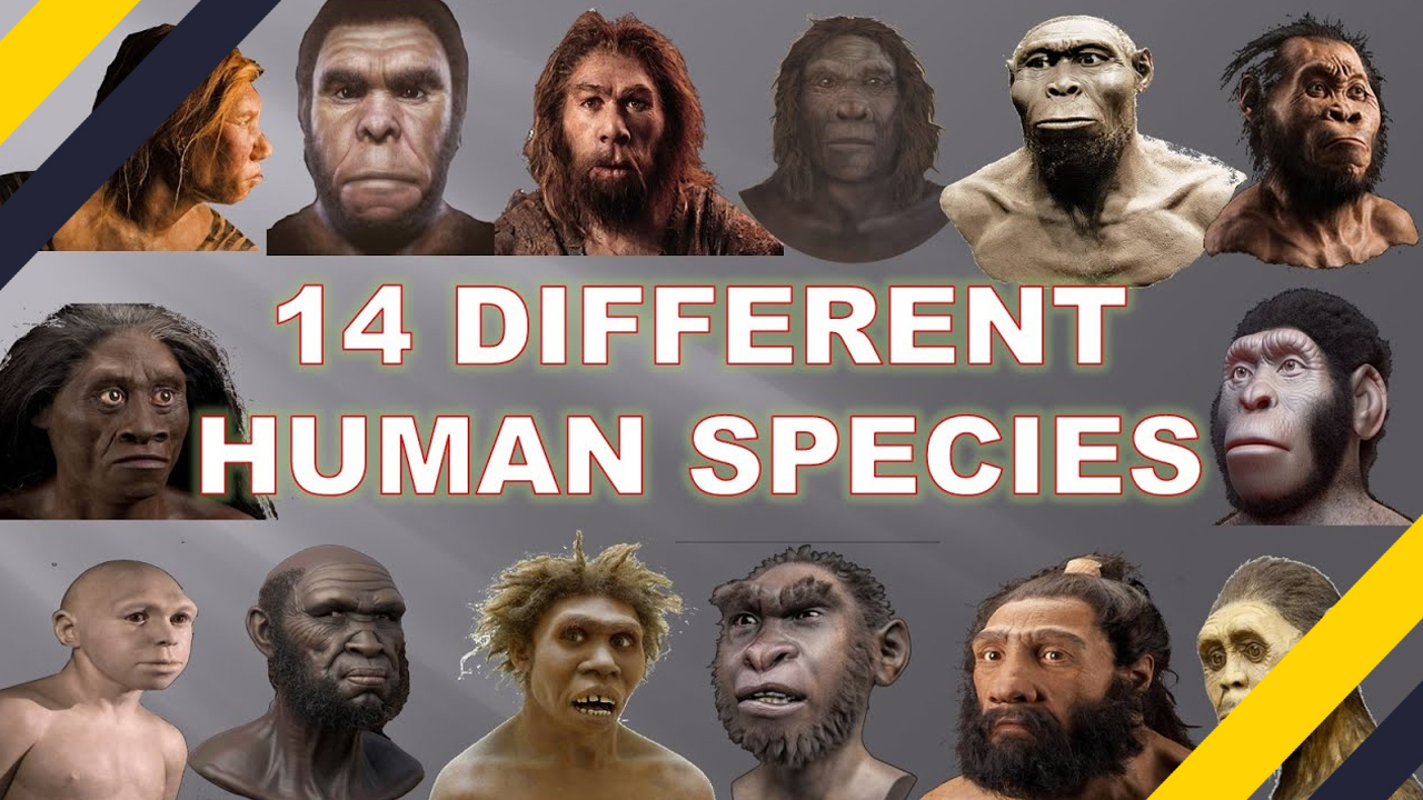 fascinating facts - all species of humans - 14 Different Human Species