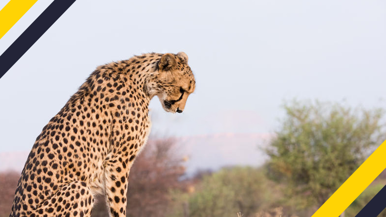 fascinating facts - sad cheetah