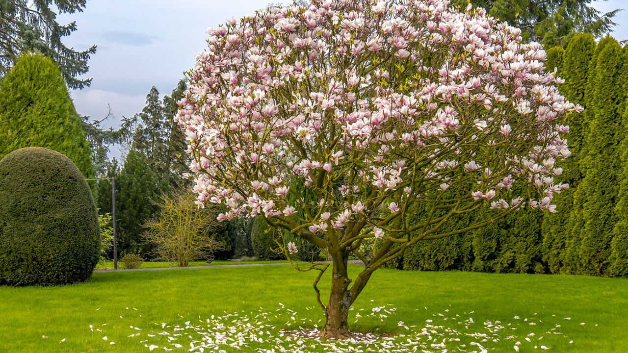 fascinating facts - jane magnolia tree training