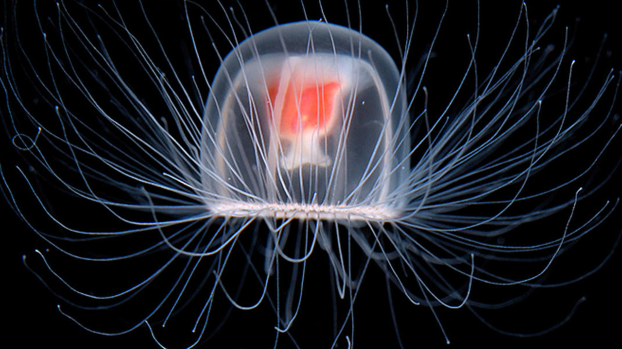 fascinating facts - jellyfish immortal