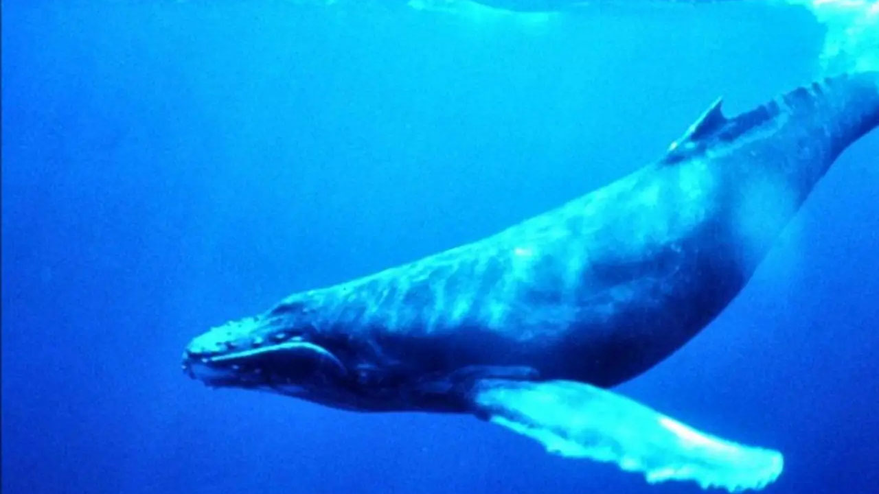disturbing facts  - humpback whale