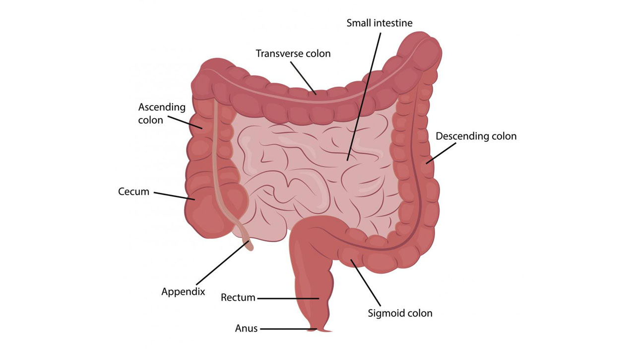 disturbing facts  - human intestines - Small intestine Transverse colon Ascending colon Descending colon Cecum Appendix Rectum Sigmoid colon Anus