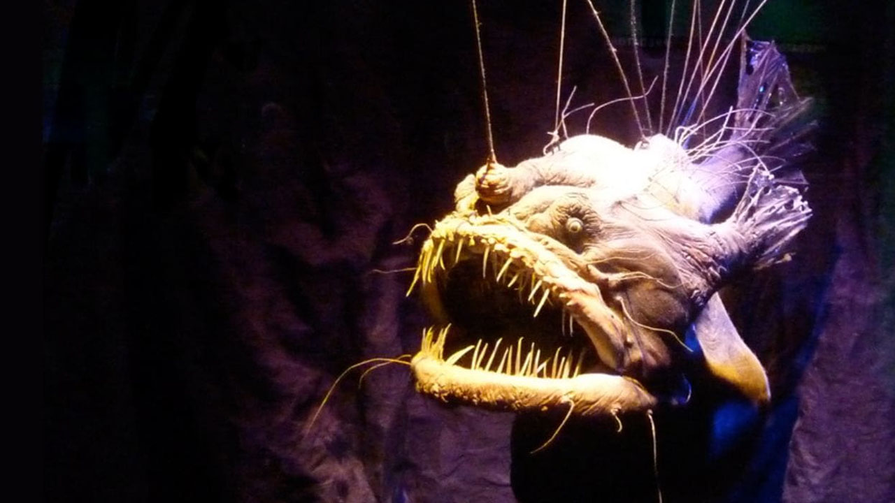 disturbing facts  - deep sea creatures