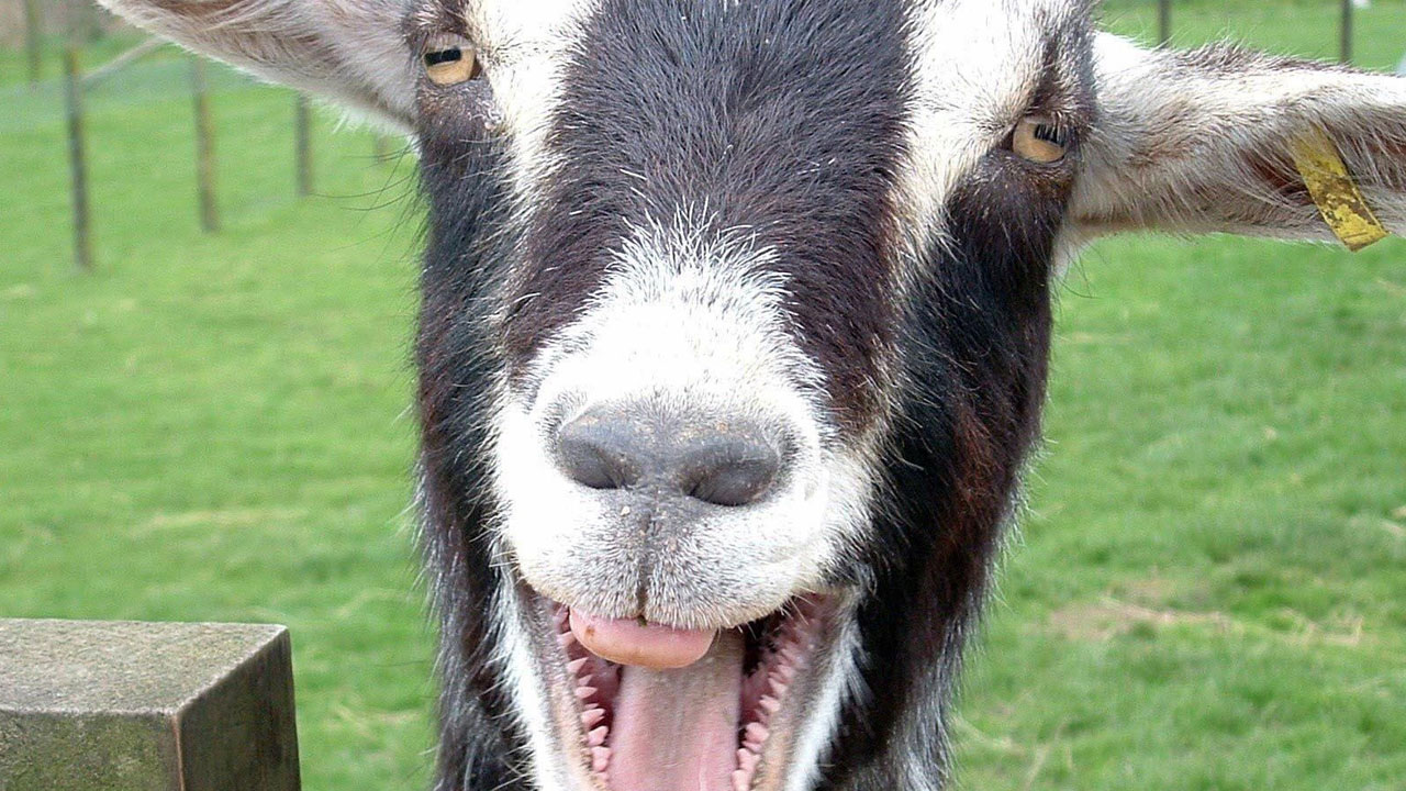 funny dad jokes - What do you get if you insert human DNA into a goat?