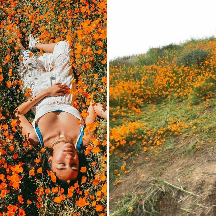 california super bloom ruined