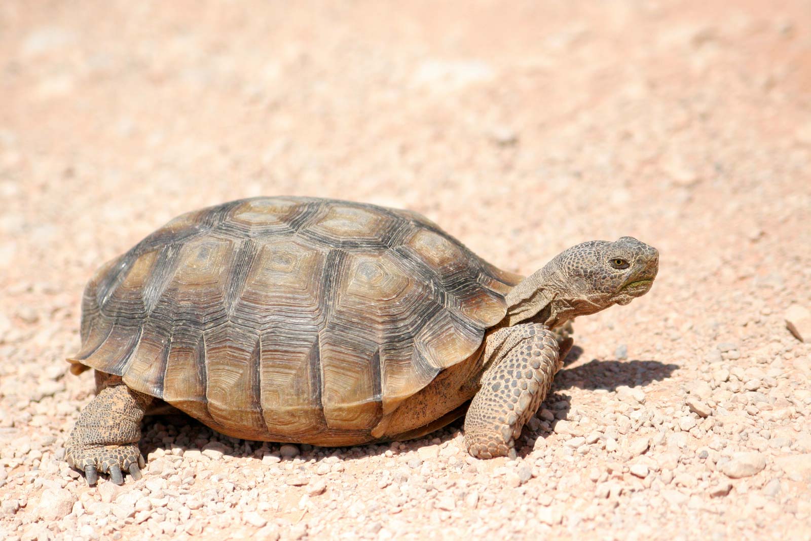 crappy things that are legal - tortoise animal -