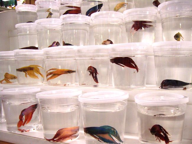 crappy things that are legal - betta fish in pet store