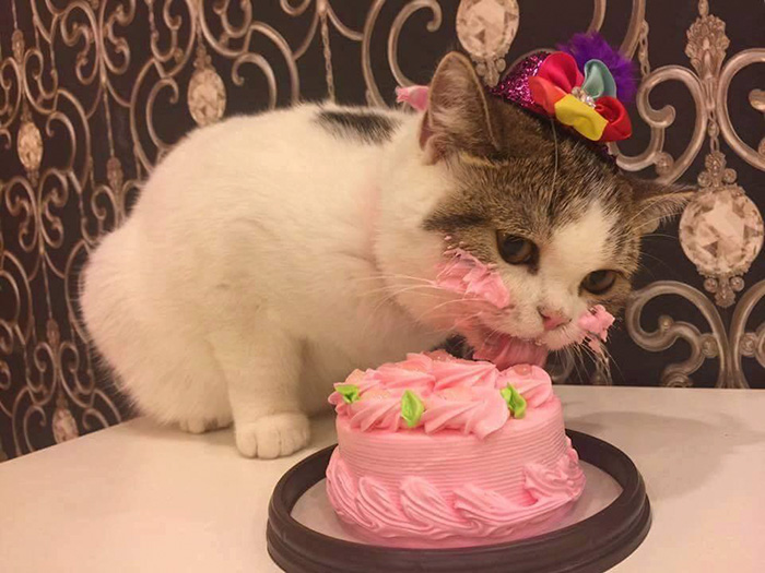 bad neighbors  - cat with birthday cake - C