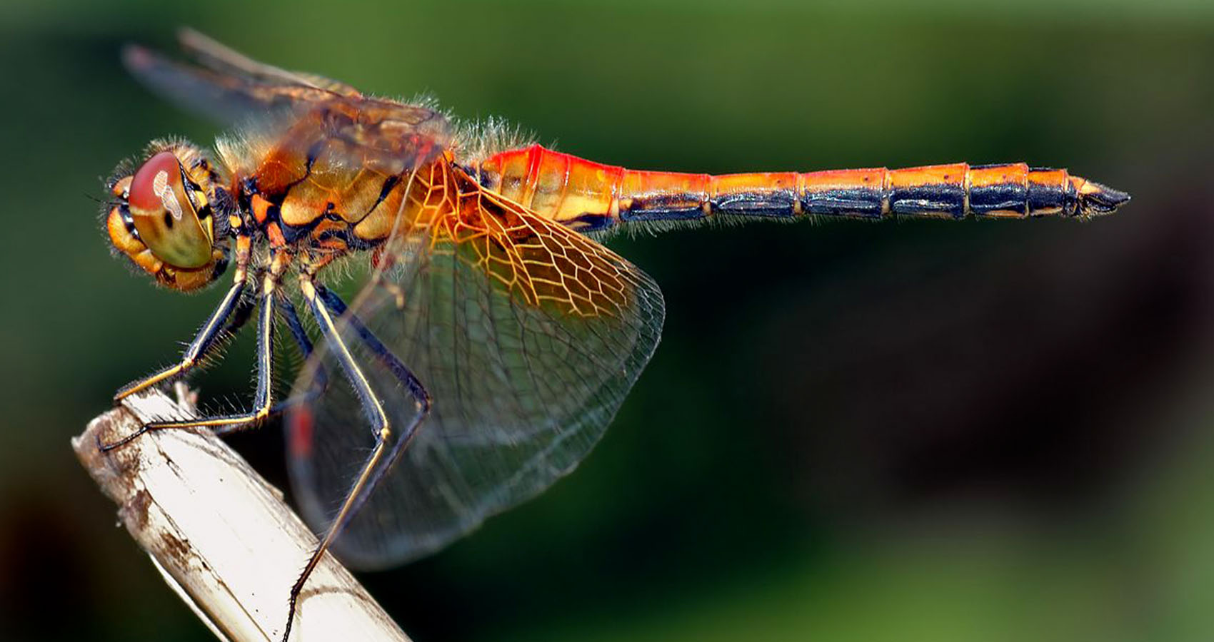 hard to believe facts - Dragonflies accelerate at up to 4G and corner at up to 9G