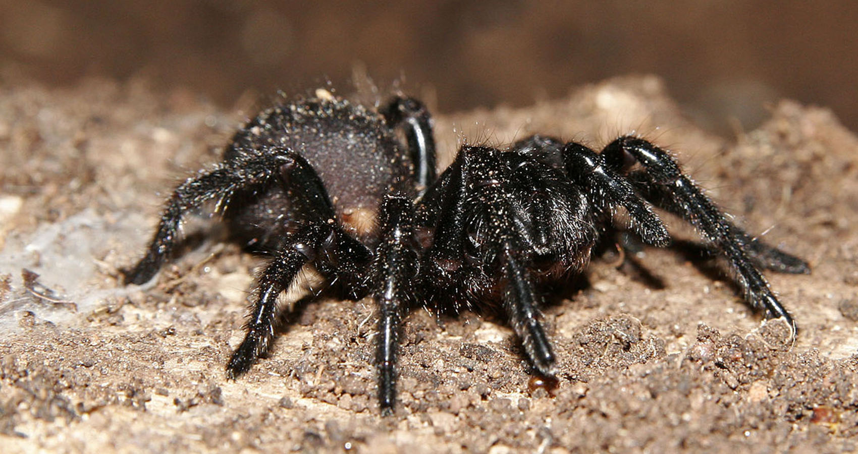 hard to believe facts --  The Australian Funnel Web Spider is often regarded as the world's deadliest and hasn't had a confirmed kill in over 40 years since the antivenom was created.
