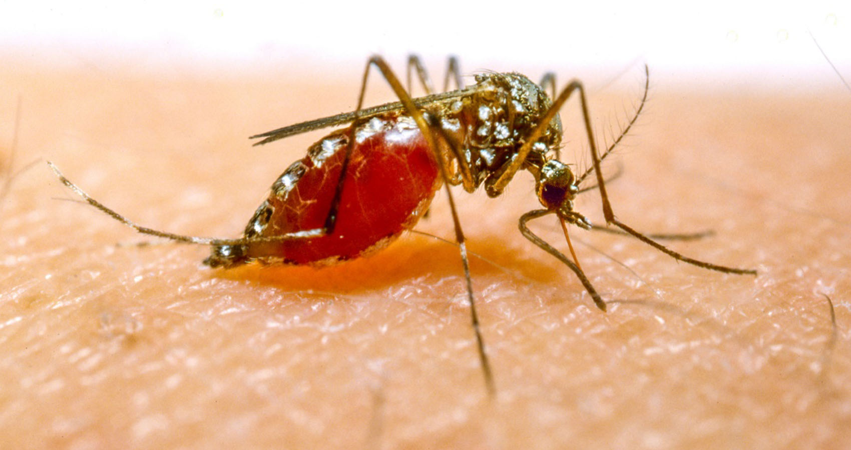 hard to believe facts - Very few mosquito species prefer human blood,