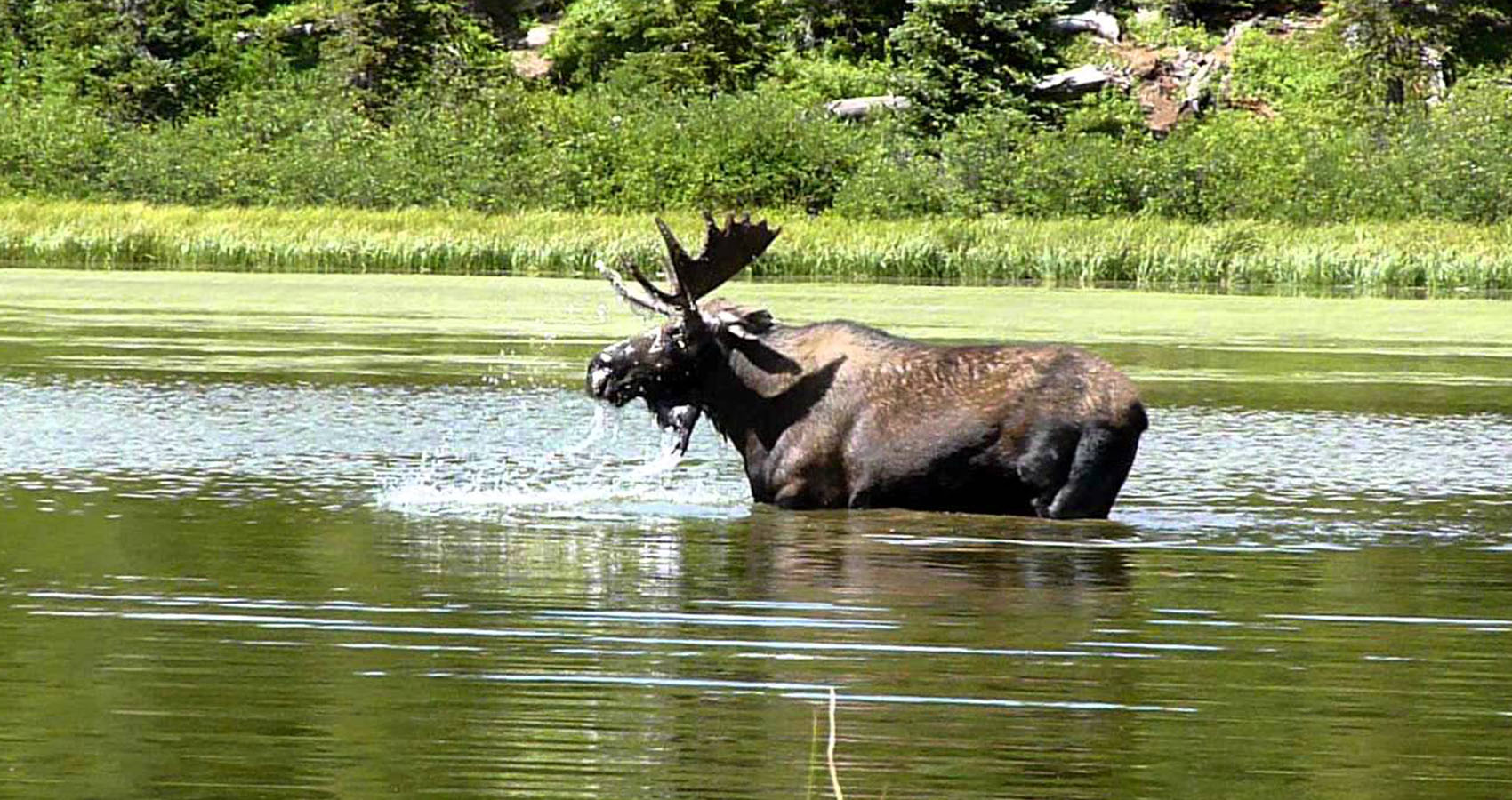 hard to believe facts - A moose can dive underwater down to nearly twenty feet in search of food