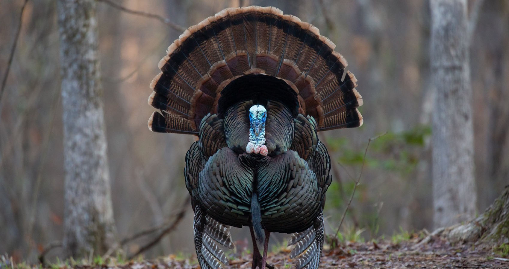 urban legends that turned out to be true - wild turkey