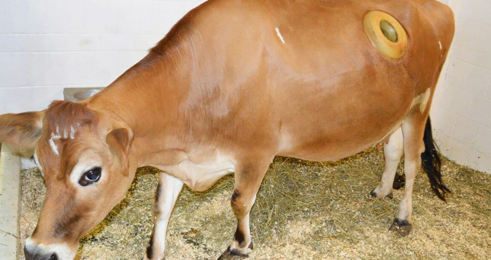 urban legends that turned out to be true - cow fistula