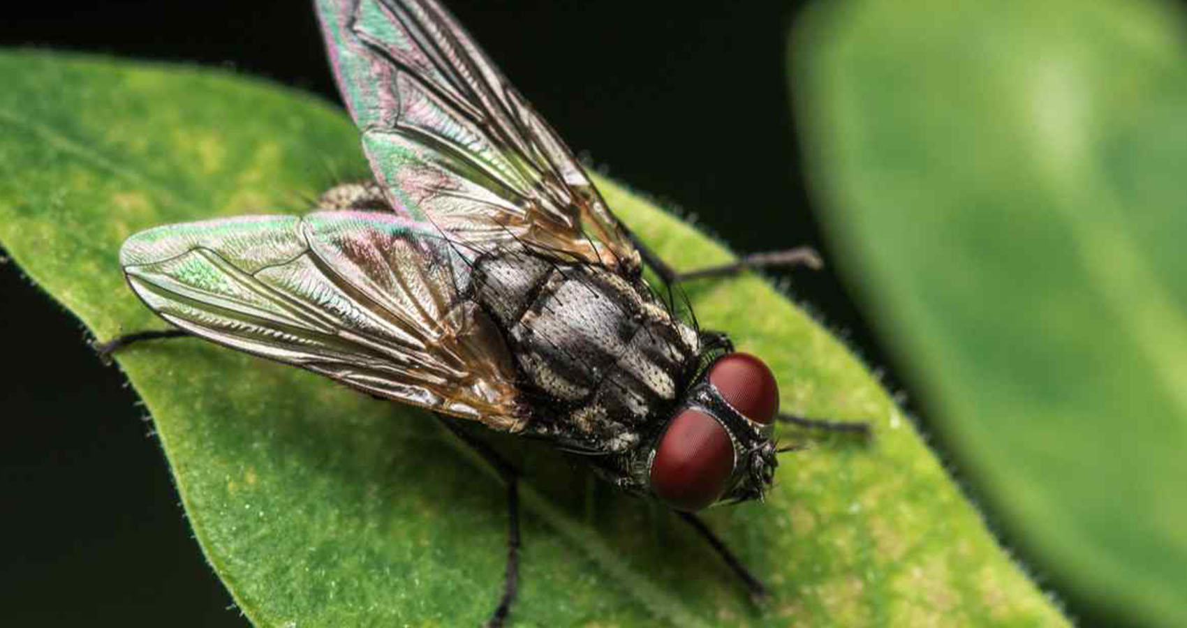 Disturbing Facts - house fly