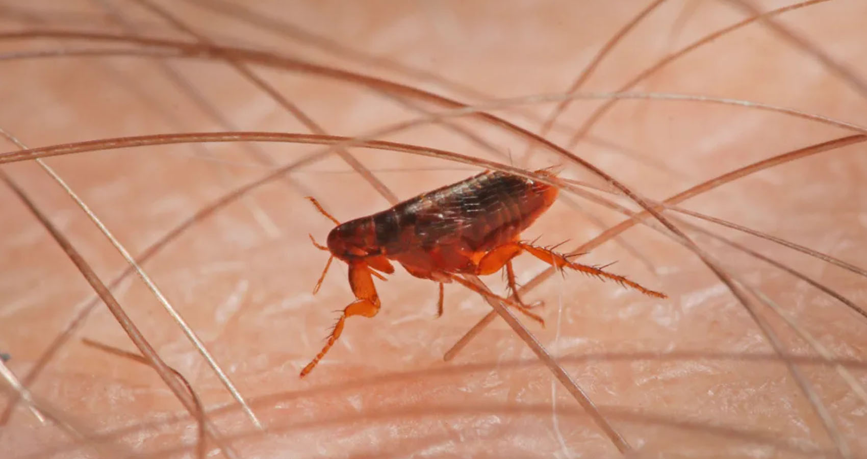Disturbing Facts - bed fleas