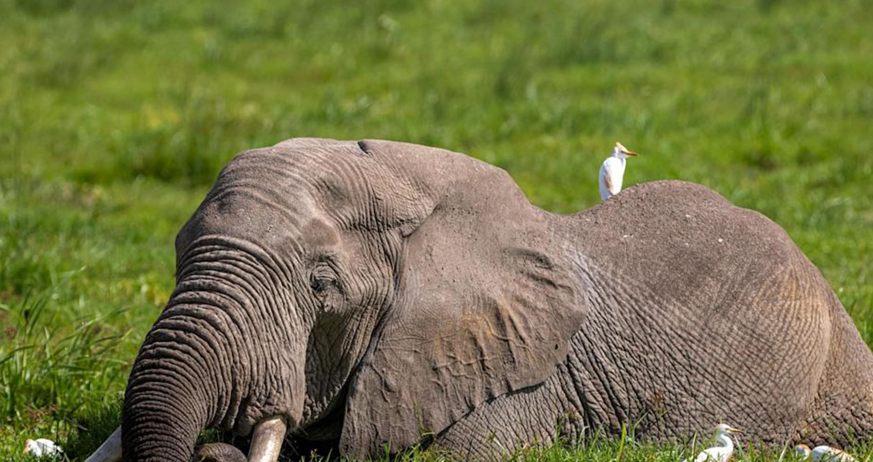 Disturbing Facts - elephants and mammoths -