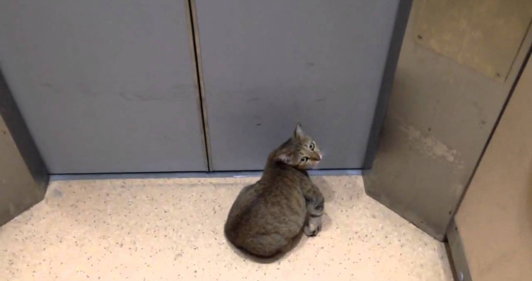 hotel secrets - cat in elevator