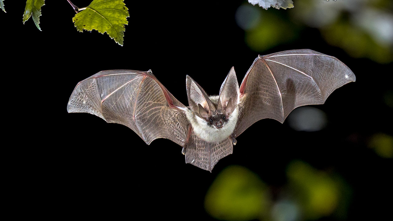 Facts that are actually myths - bat mammal - Was m Warnindone 20