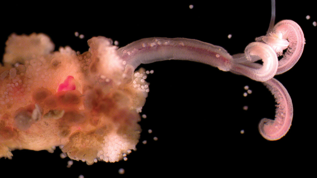 Disturbing Facts about the Ocean - osedax mucofloris