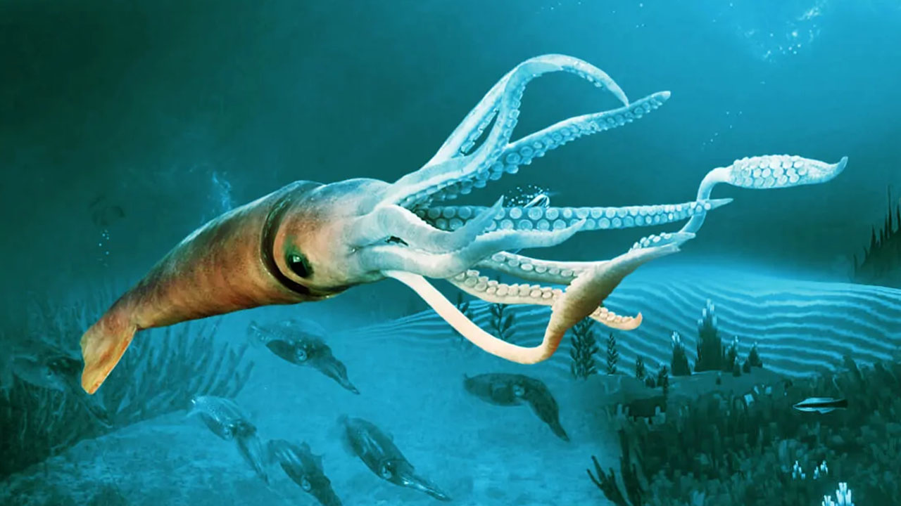 Disturbing Facts about the Ocean - squid in water