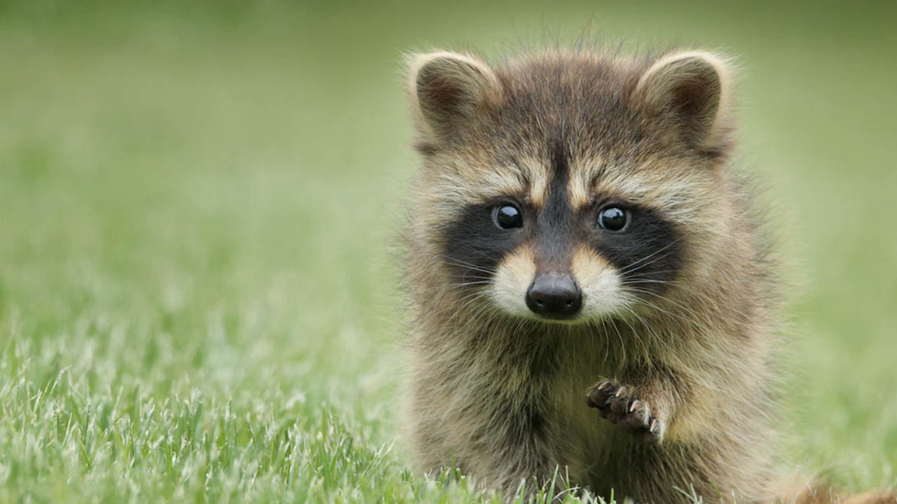 Advice for Visiting the USA - cute raccoon baby