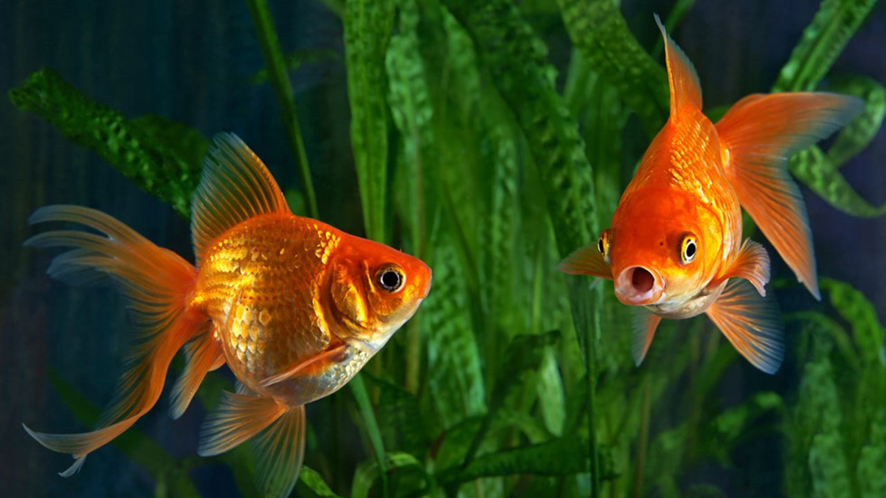false facts - Goldfish having a three second memory or whatever.