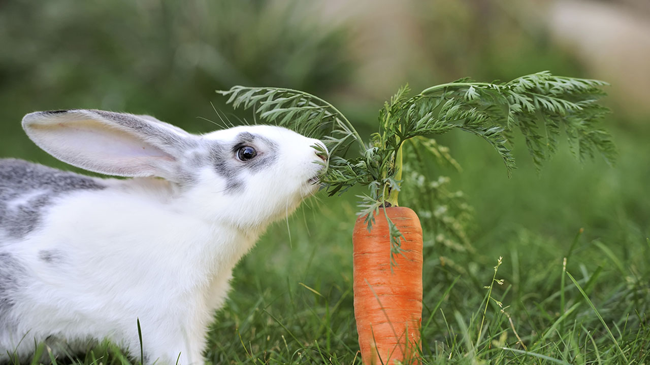 false facts - That rabbits eat carrots.