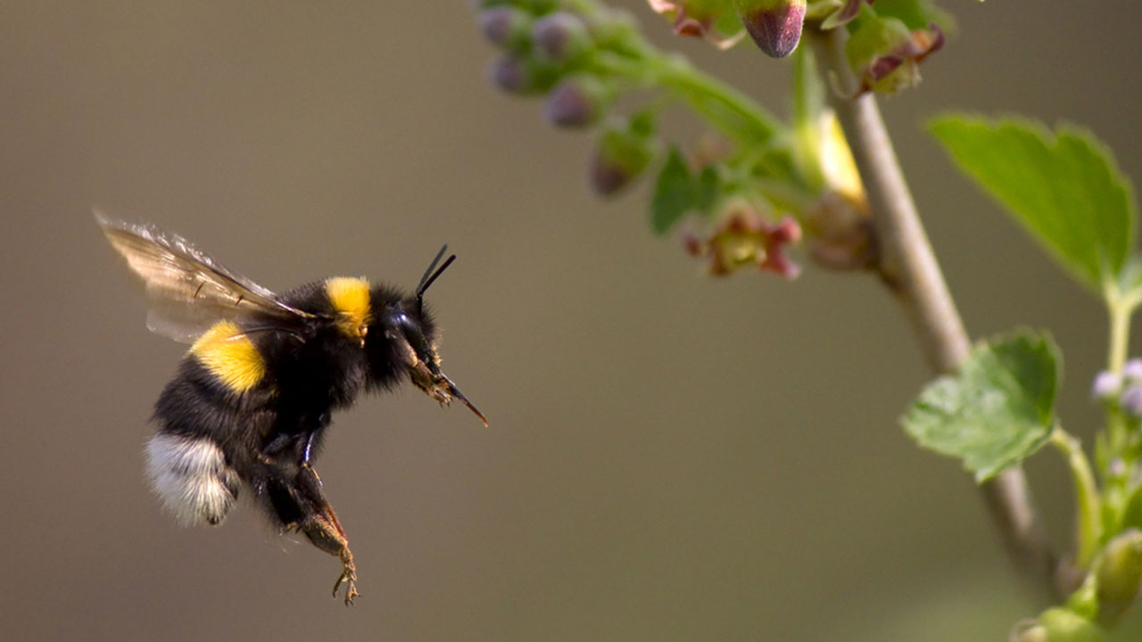 false facts - According to all known laws of physics, bumblebees shouldn't be able to fly, and yet they do, because they don't know that they can't.