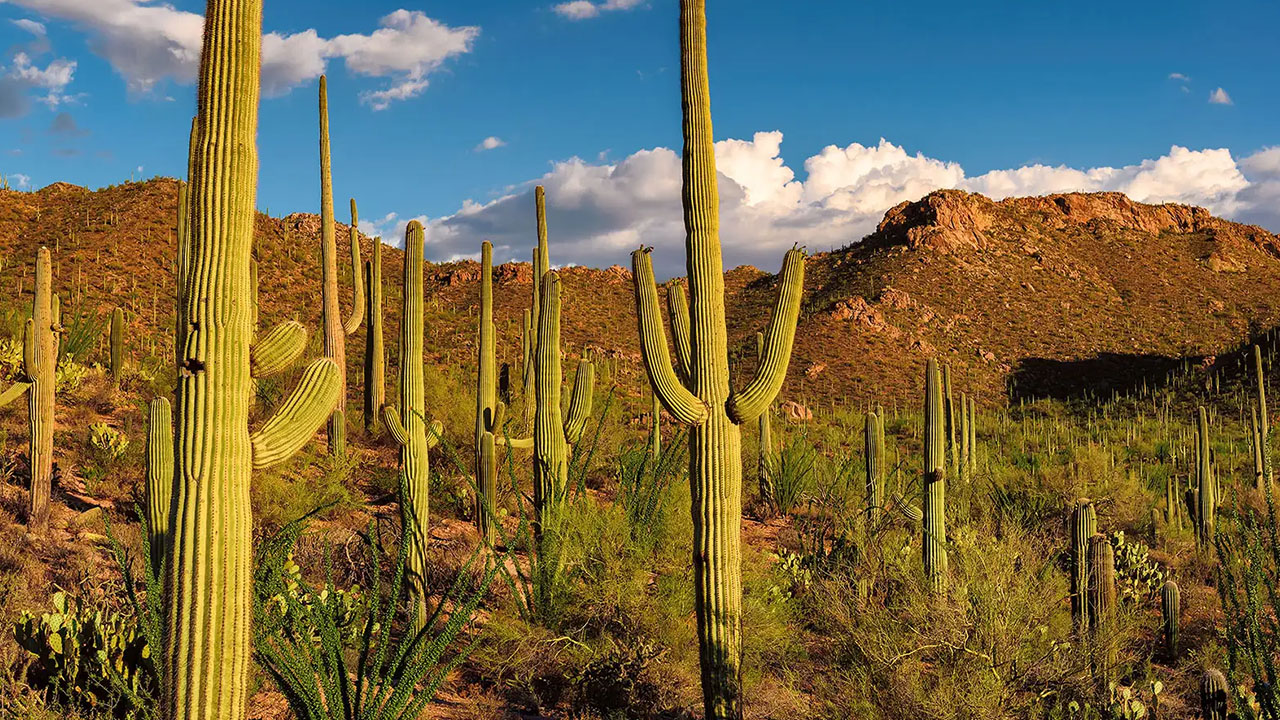 false facts - Have you heard that cactus have drinkable water If your like stranded in the desert. Something about what is in the water could make you throw up or give you diarrhea