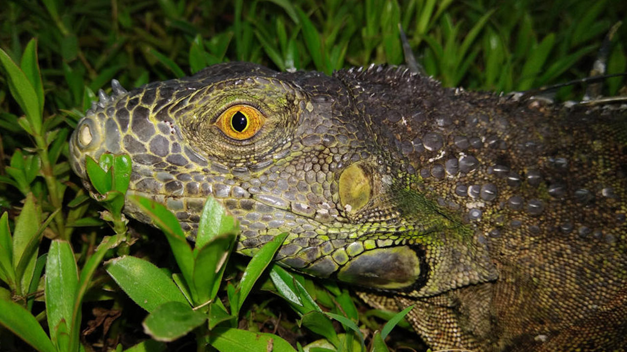 nightcrawler horror stories - iguana