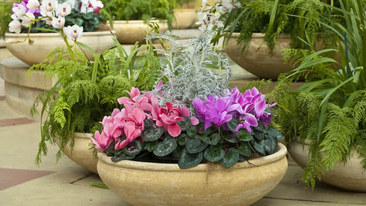 Small Town Stories - cyclamen in pot