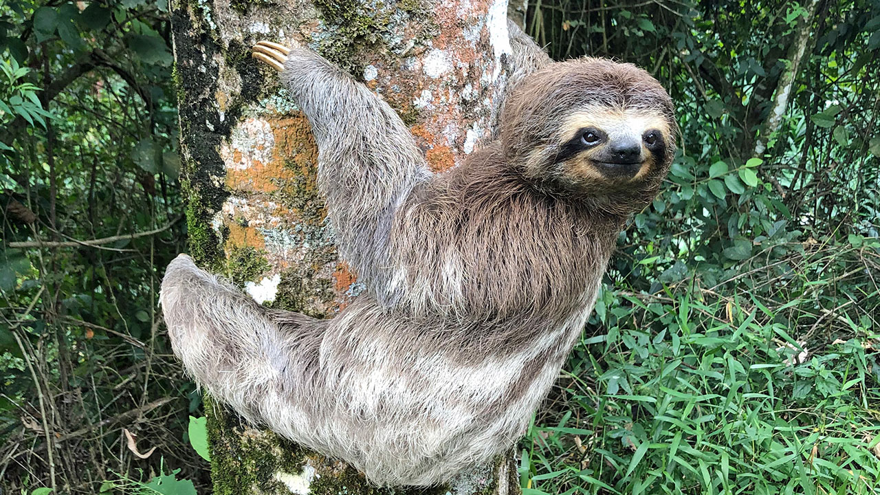 Make-a-wish wishes - wanted to hold a sloth