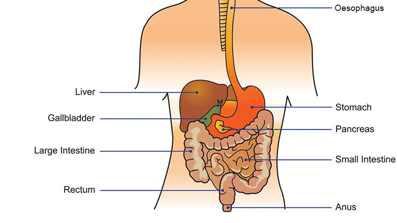 dark facts - salivary glands and pancreas - Liver Gallbladder Large Intestine Rectum Oesophagus Stomach Pancreas Small Intestine Anus