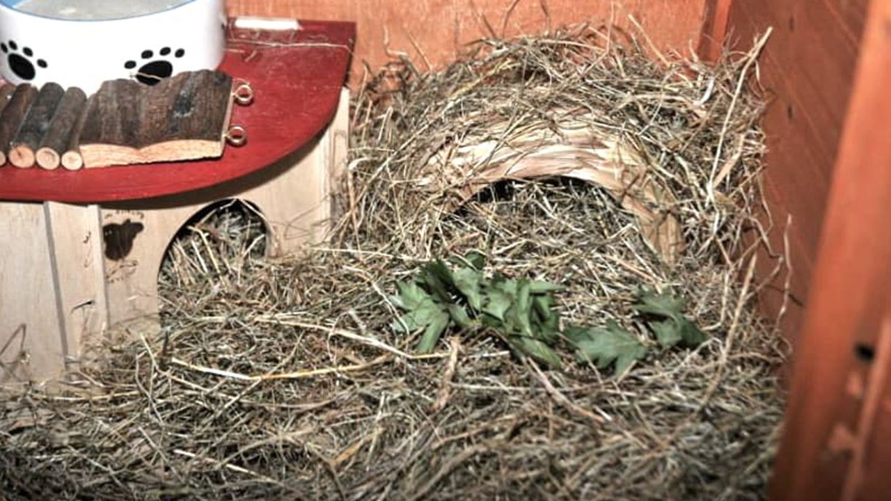 dark facts - hamster nest