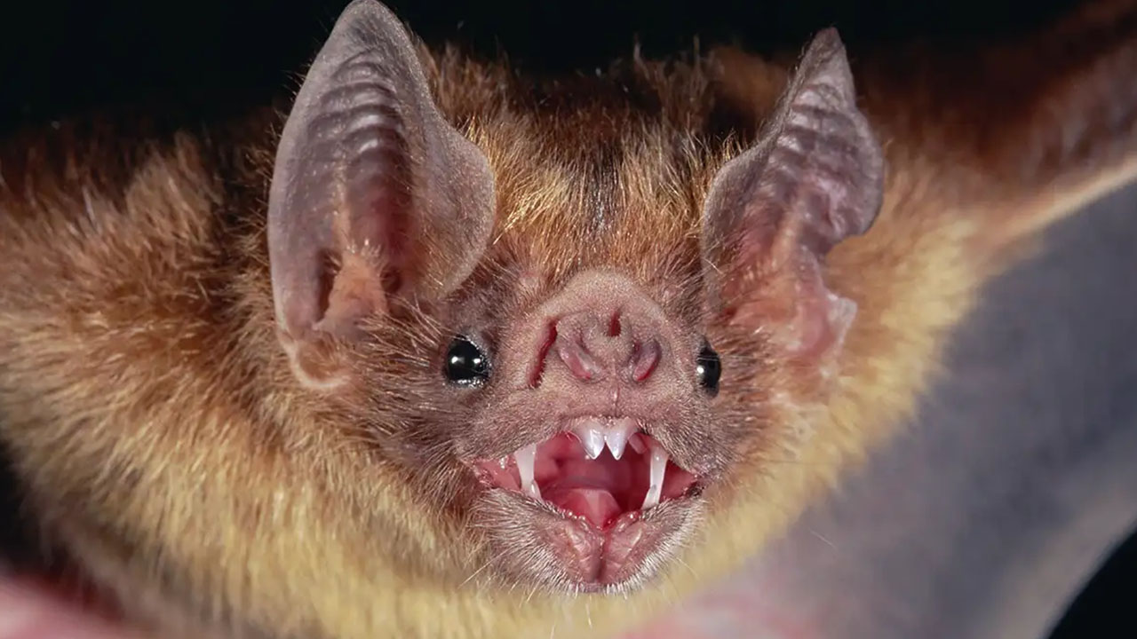 "Bats eat enough insects to save the US over $1 Billion a year in crop damage and pesticide."