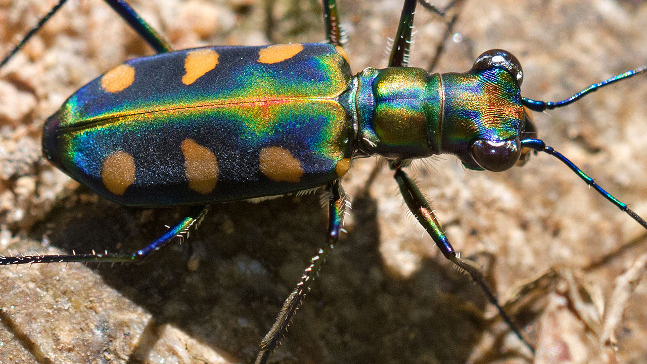 "Tiger beetles run so fast they temporarily blind themselves. When moving at up to 120 body lengths per second, their environment becomes a blur as their eyes can't gather enough light to form an image."