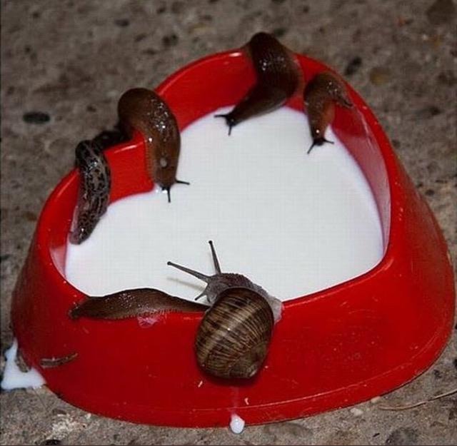 Creepy Photos - milk snails