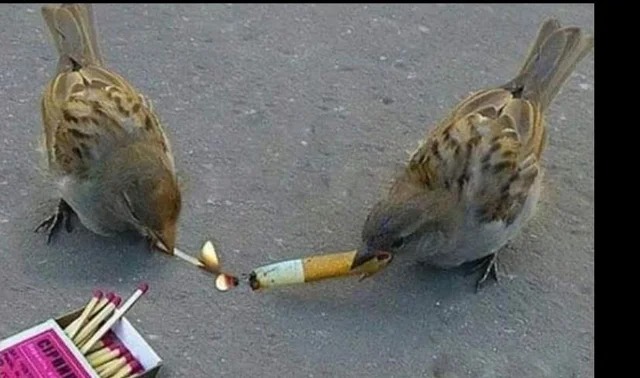 Creepy Photos - smoking birds