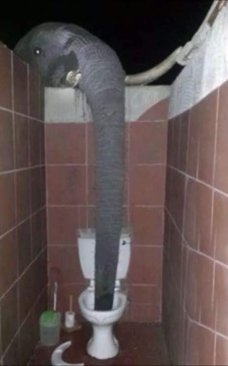 Creepy Photos - elephant drinking toilet - 1007