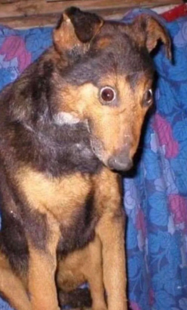 Creepy Photos - stuffed dog taxidermy