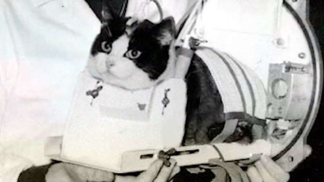 space facts - first cat in space
