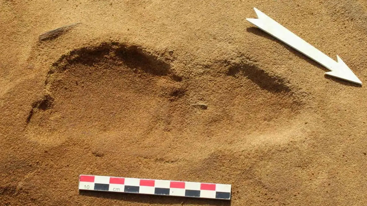 neanderthal facts - neanderthal footprints - 10 cm