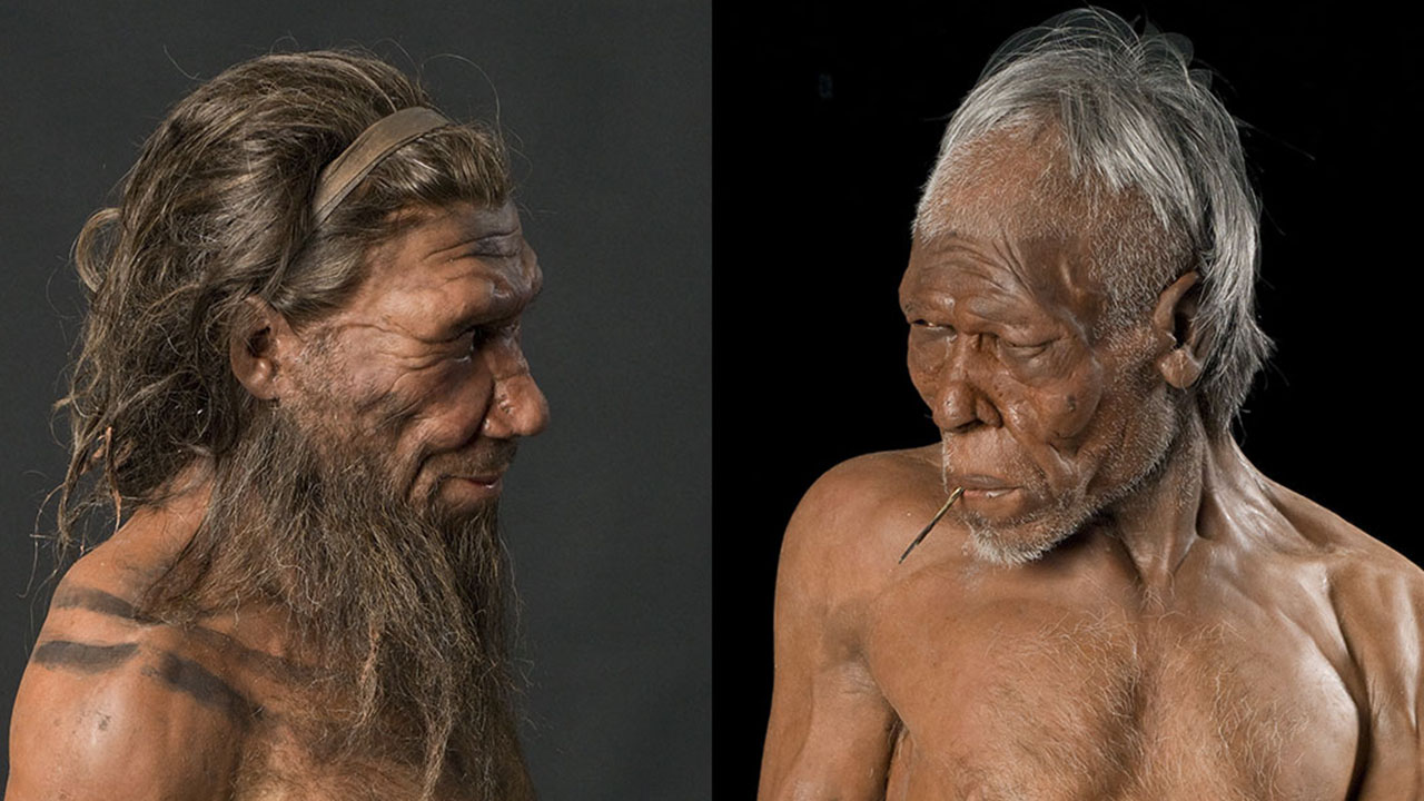 neanderthal facts - neandertal ve sapiens