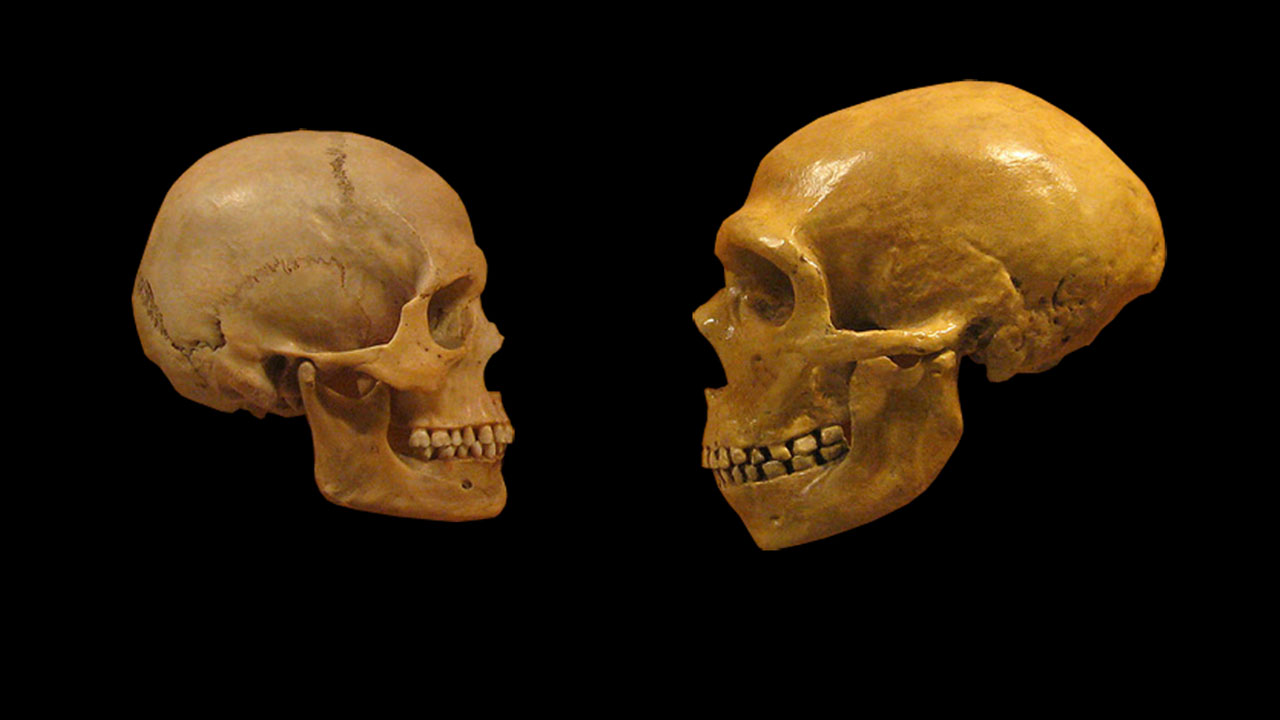 neanderthal facts - neanderthal vs homo sapiens - wz Die