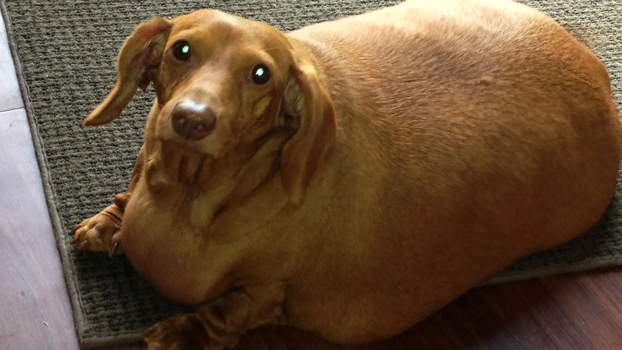 "That their dog weighs so much but really it's an obese sausage with legs who can't even take three steps without running out of breath."