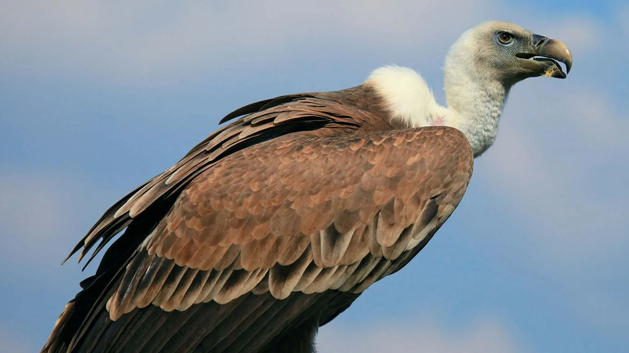 crazy animal facts - vulture bird