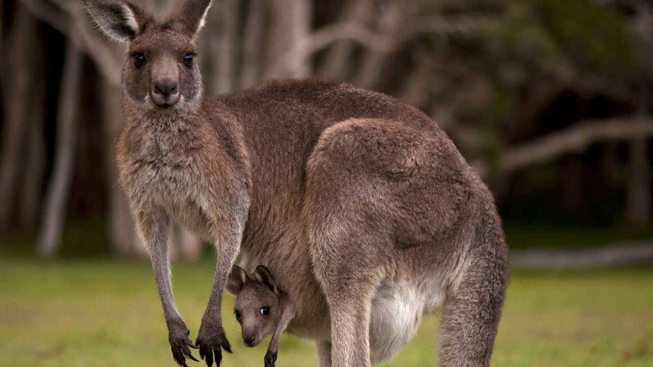 crazy animal facts - nehru zoological park kangaroo